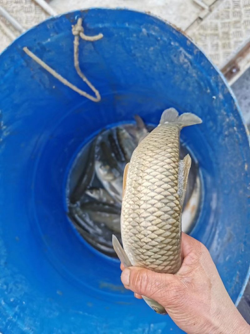 草鱼耐运输毛光滑条形好日供10万斤