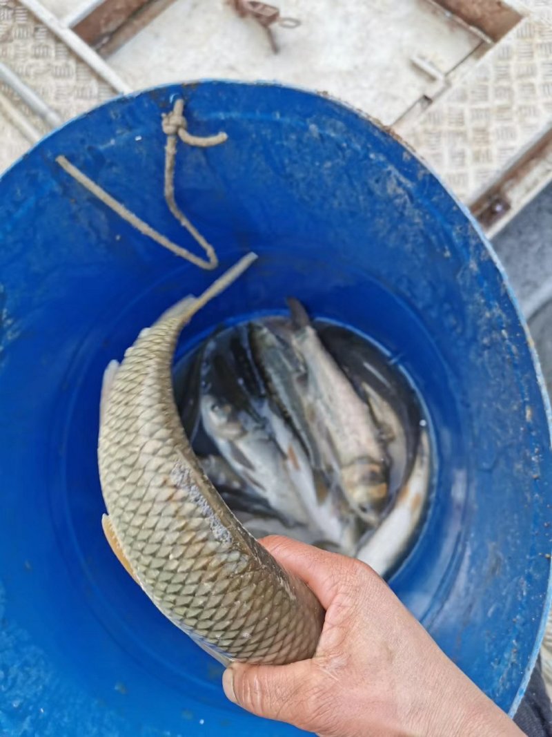 草鱼耐运输毛光滑条形好日供10万斤
