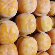 遵化优质磨盘柿子果面干净硬度高保证数量和质量