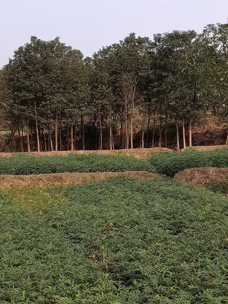 重庆江津区精品正宗九叶青花椒苗花椒小苗