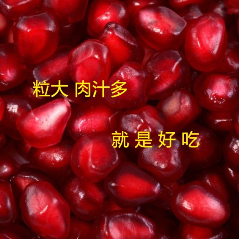 公斤石榴苗公斤石榴树苗南北方种植石榴苗品种石榴苗树苗