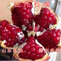 公斤石榴苗公斤石榴树苗南北方种植石榴苗品种石榴苗树苗