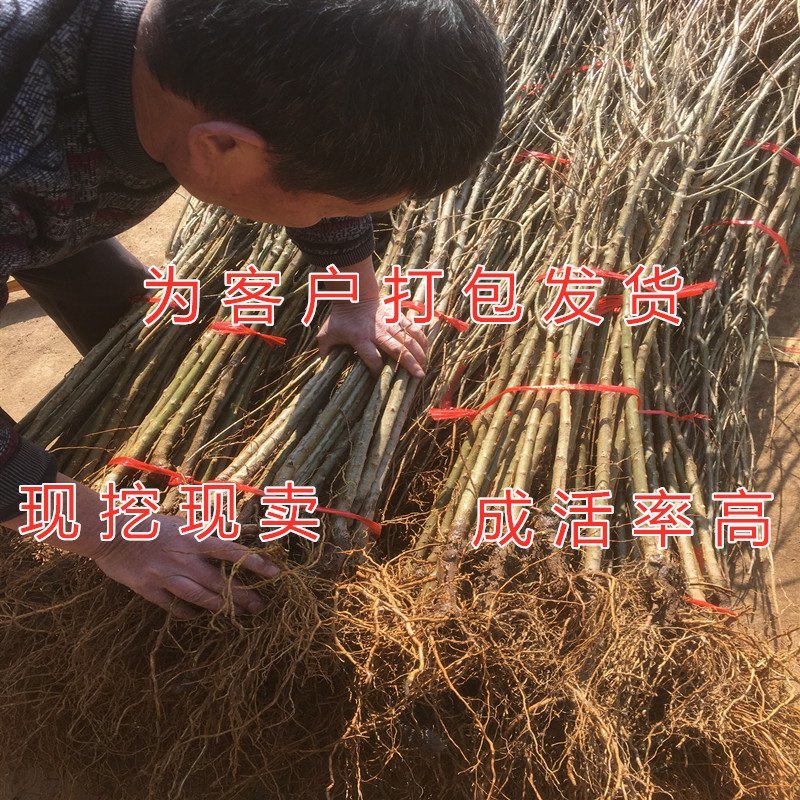 公斤石榴苗公斤石榴树苗南北方种植石榴苗品种石榴苗树苗
