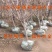 公斤石榴苗公斤石榴树苗南北方种植石榴苗品种石榴苗树苗