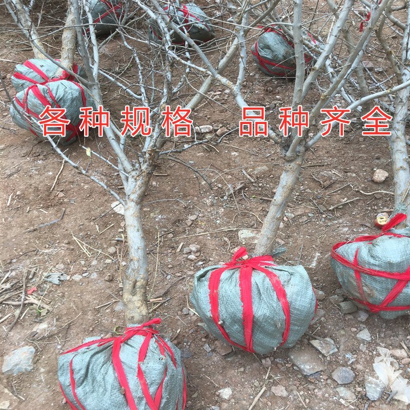 公斤石榴苗公斤石榴树苗南北方种植石榴苗品种石榴苗树苗