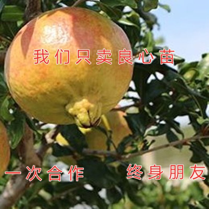 公斤石榴苗公斤石榴树苗南北方种植石榴苗品种石榴苗树苗