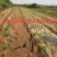 公斤石榴苗公斤石榴树苗南北方种植石榴苗品种石榴苗树苗