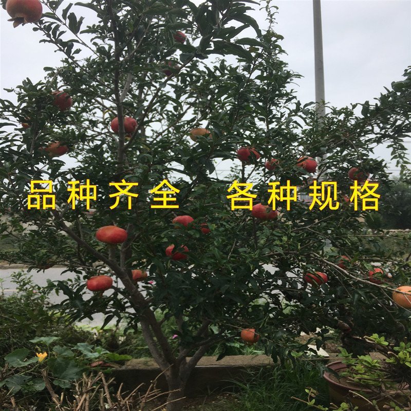 公斤石榴苗公斤石榴树苗南北方种植石榴苗品种石榴苗树苗