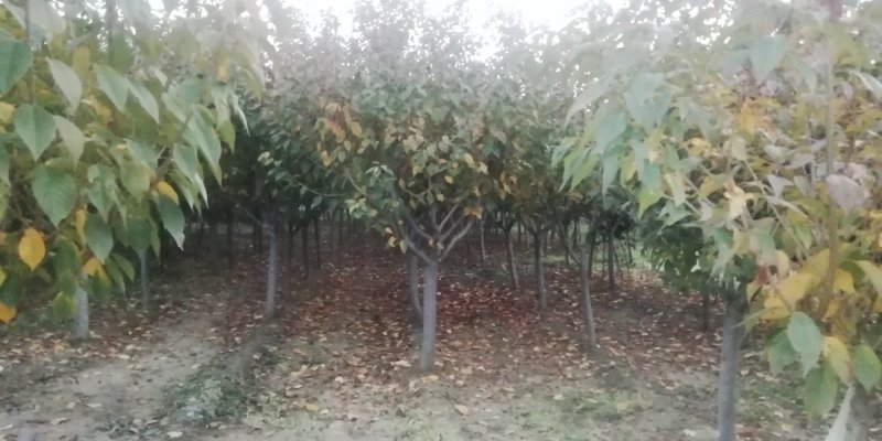 樱花（7公分二级樱花处理中）
