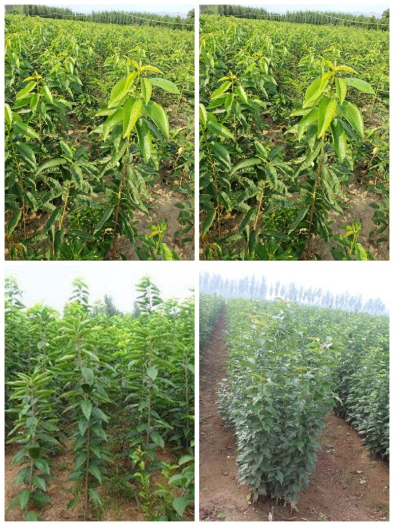 大樱桃果树嫁接苗基地直销车厘子红灯笼乌克兰玛瑙红现挖现卖