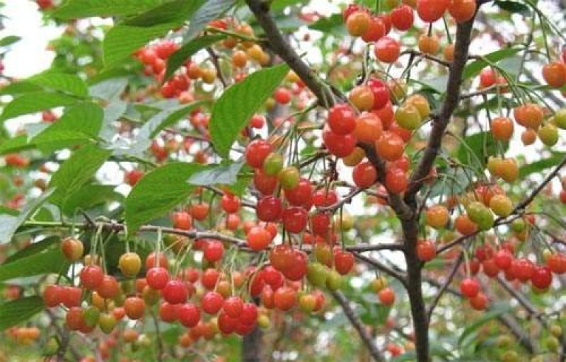 大樱桃果树嫁接苗基地直销车厘子红灯笼乌克兰玛瑙红现挖现卖