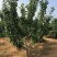 大樱桃果树嫁接苗基地直销车厘子红灯笼乌克兰玛瑙红现挖现卖