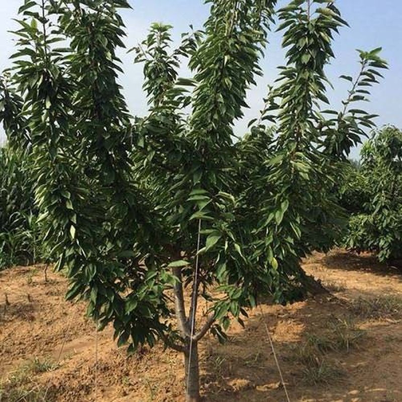 大樱桃果树嫁接苗基地直销车厘子红灯笼乌克兰玛瑙红现挖现卖