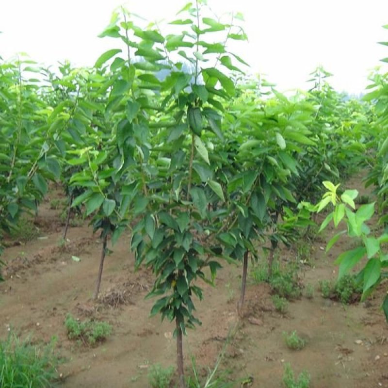 大樱桃果树嫁接苗基地直销车厘子红灯笼乌克兰玛瑙红现挖现卖