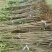 大樱桃果树嫁接苗基地直销车厘子红灯笼乌克兰玛瑙红现挖现卖