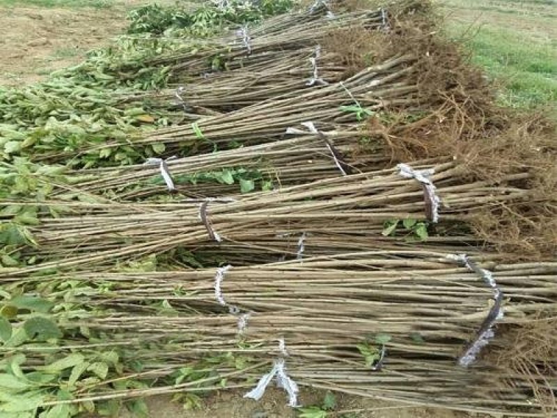 大樱桃果树嫁接苗基地直销车厘子红灯笼乌克兰玛瑙红现挖现卖