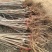 大樱桃果树嫁接苗基地直销车厘子红灯笼乌克兰玛瑙红现挖现卖