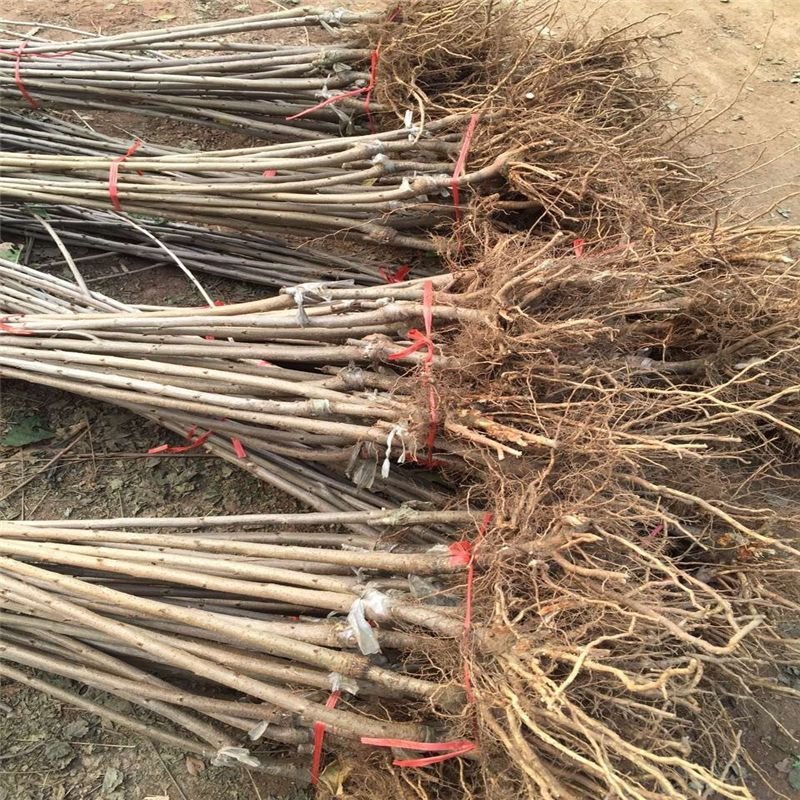 大樱桃果树嫁接苗基地直销车厘子红灯笼乌克兰玛瑙红现挖现卖