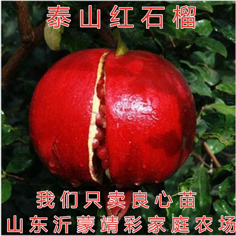 泰山红石榴苗品种石榴苗南北方种植石榴苗包品种包结果