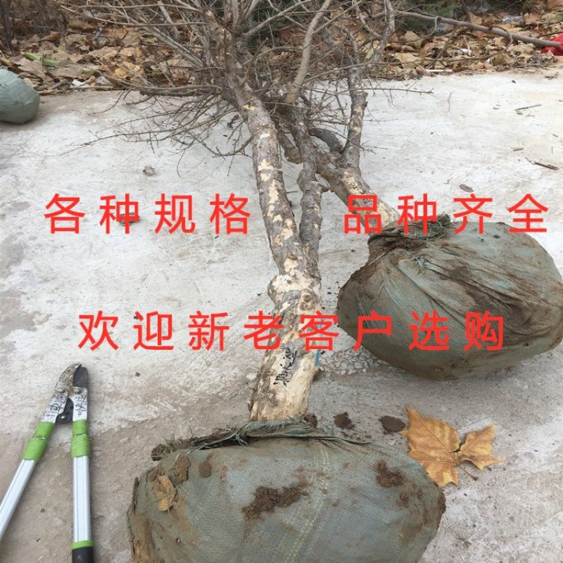 泰山红石榴苗品种石榴苗南北方种植石榴苗包品种包结果