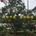 泰山红石榴苗品种石榴苗南北方种植石榴苗包品种包结果