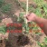 泰山红石榴苗品种石榴苗南北方种植石榴苗包品种包结果