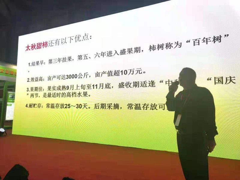 广西甜柿大秋品种0.5米直径1公分成活率高