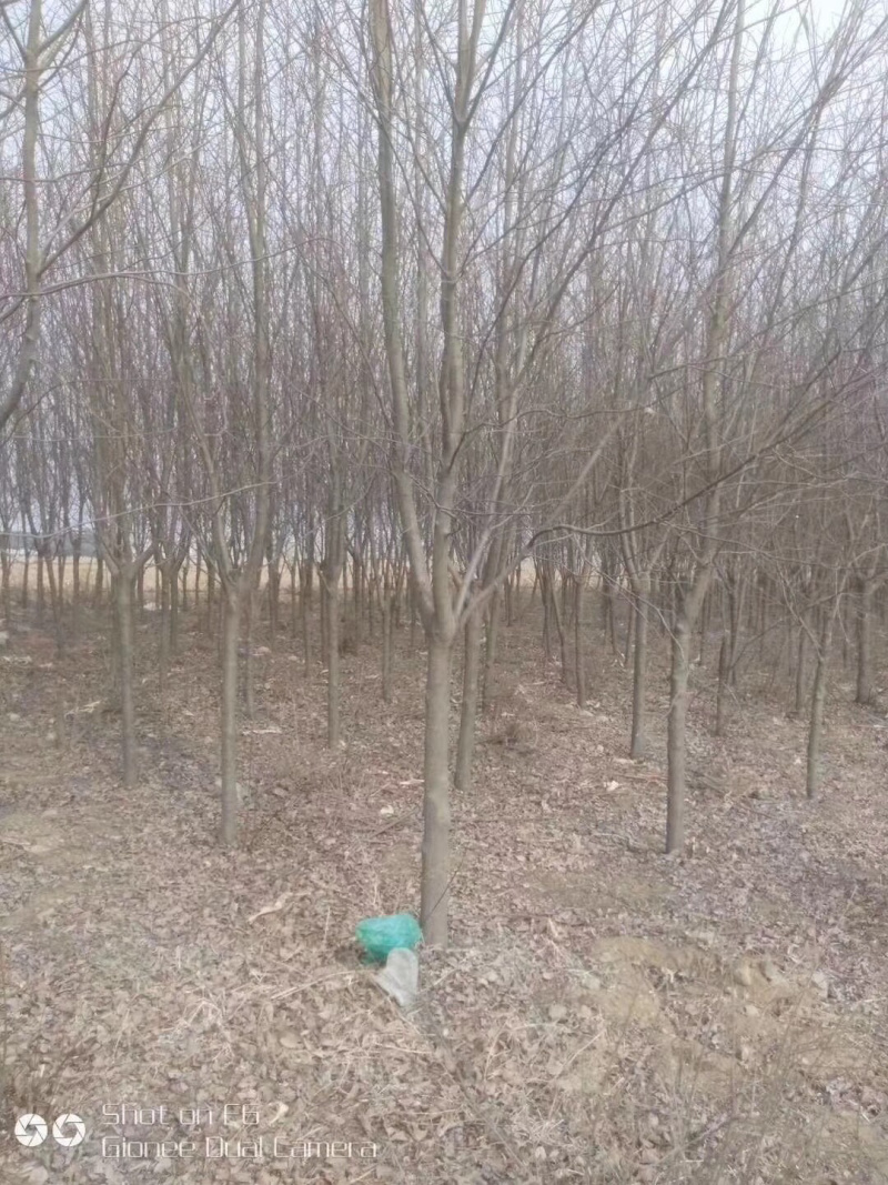 紫叶稠李