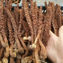 不老草野生干货整棵草苁蓉东北不老草批发零售冷背中药材