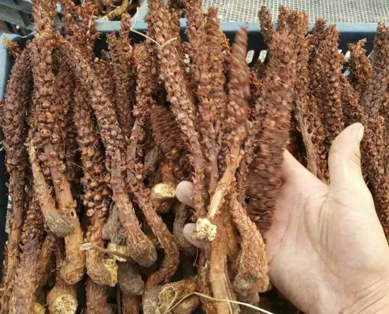 不老草野生干货整棵草苁蓉东北不老草批发零售冷背中药材