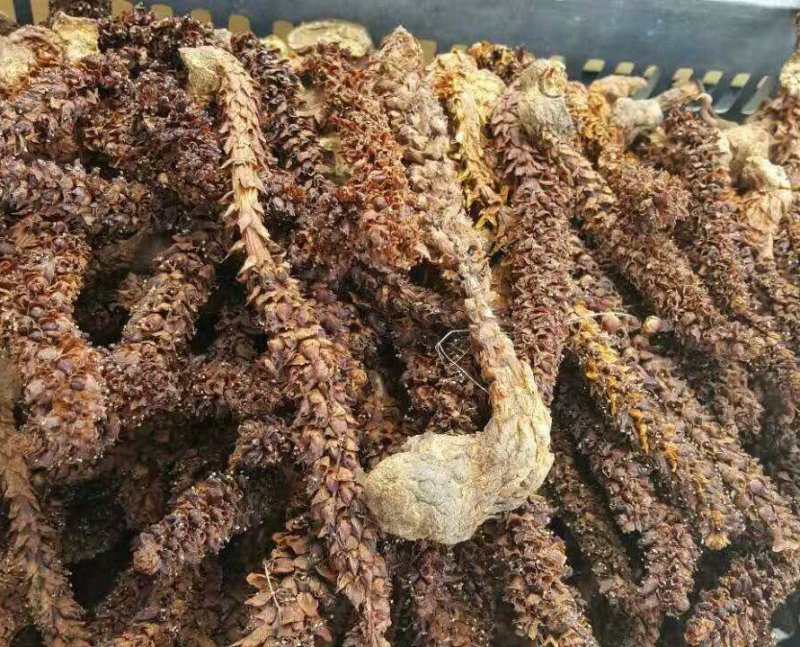 不老草野生干货整棵草苁蓉东北不老草批发零售冷背中药材