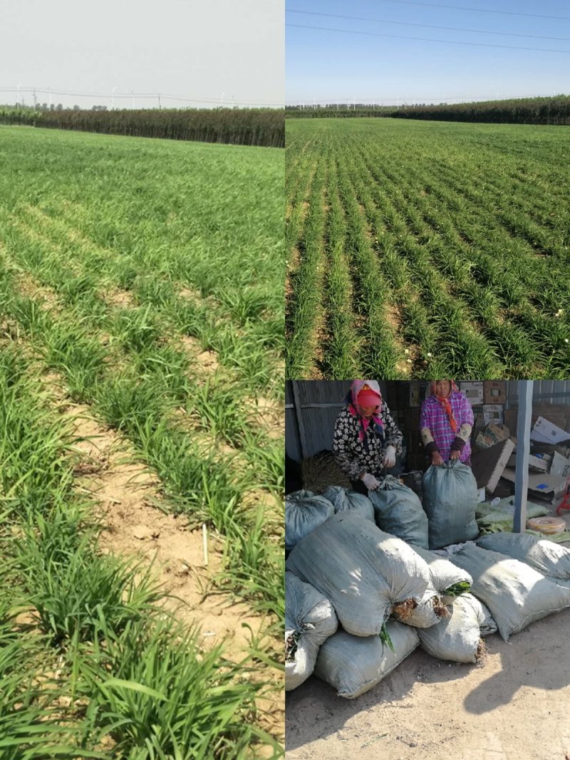 辽宁开原金娃娃萱草小苗黄百合杯苗宿根花卉繁育基地