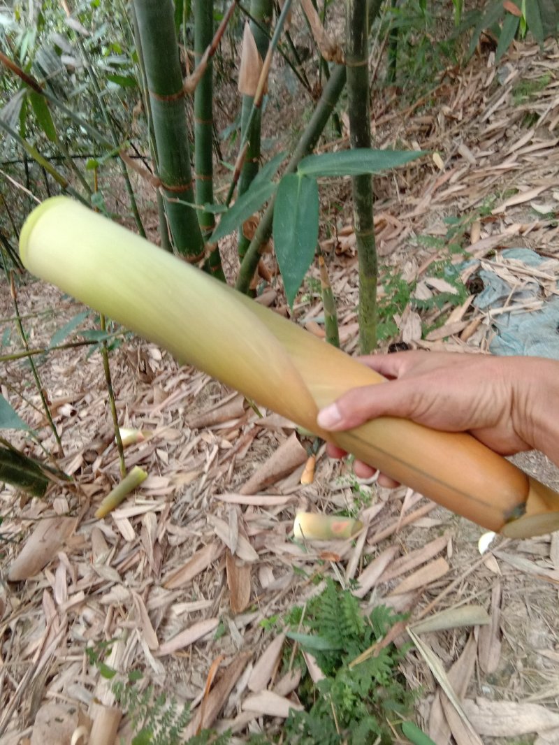 笋尖，笋干，英德麻竹笋干，一级笋干