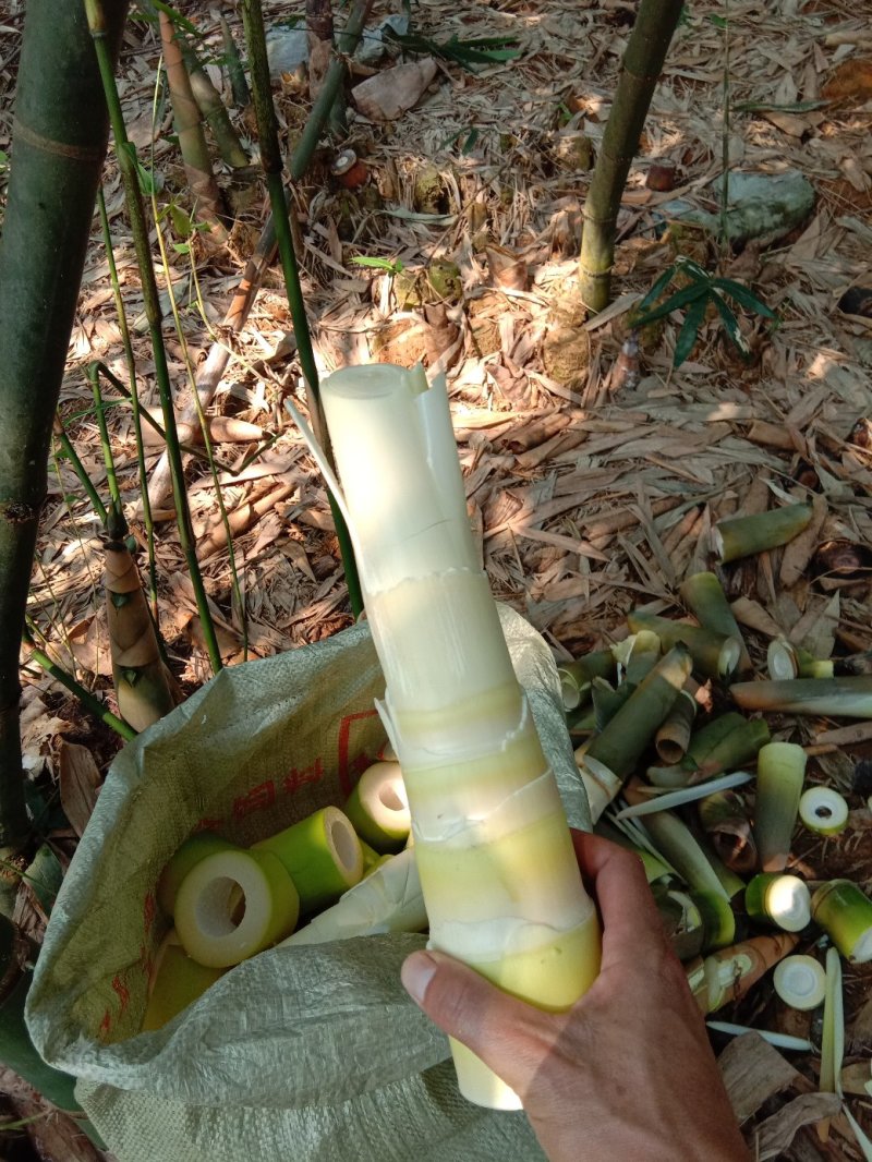 笋尖，笋干，英德麻竹笋干，一级笋干