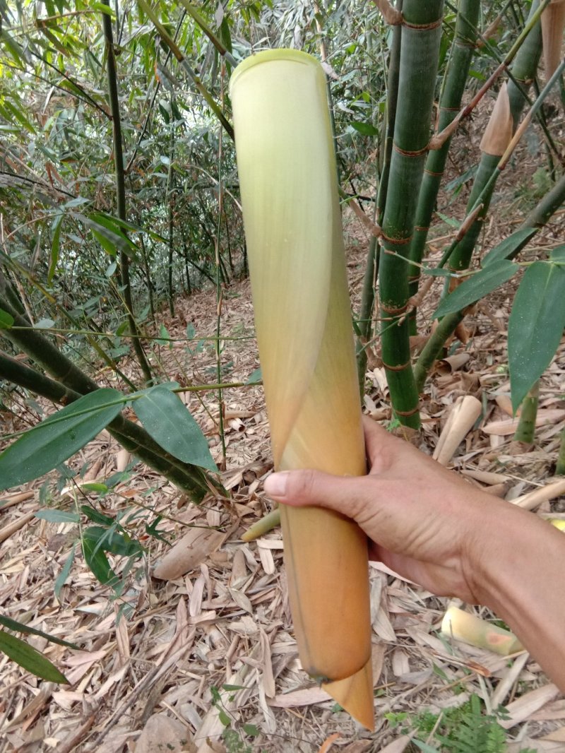 笋尖，笋干，英德麻竹笋干，一级笋干