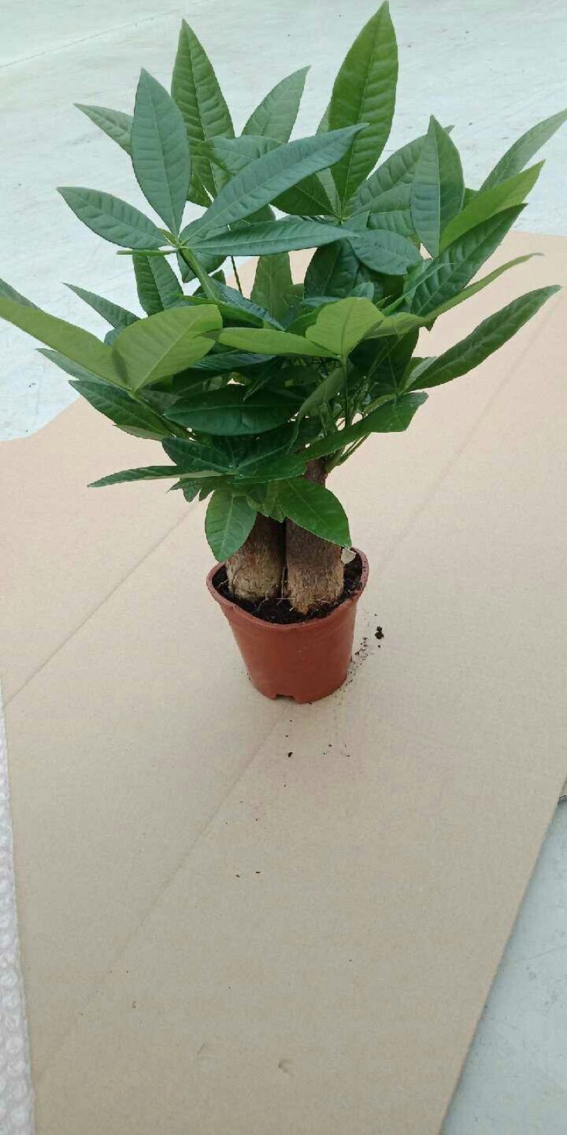 发财树盆栽一盆7.8元包邮！！！花卉室内客厅桌面绿植
