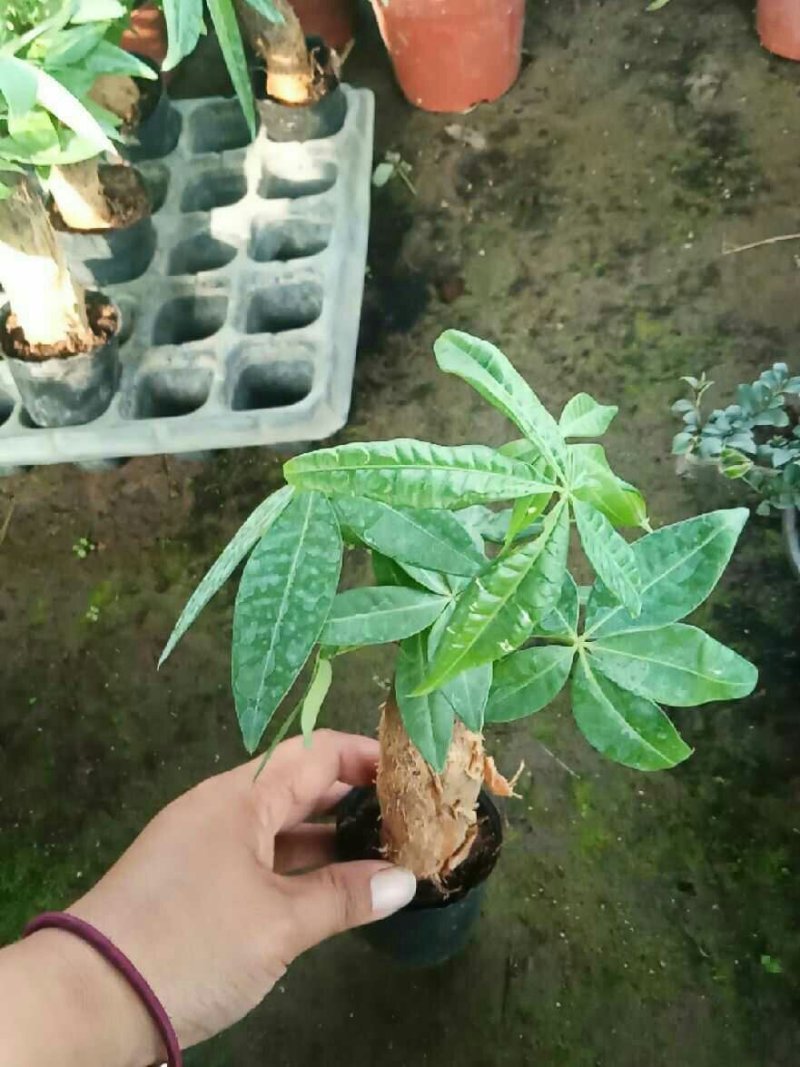 发财树盆栽一盆7.8元包邮！！！花卉室内客厅桌面绿植