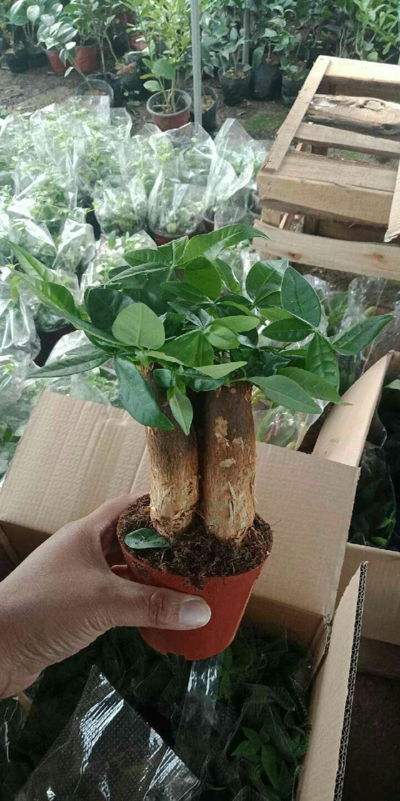 发财树盆栽一盆7.8元包邮！！！花卉室内客厅桌面绿植