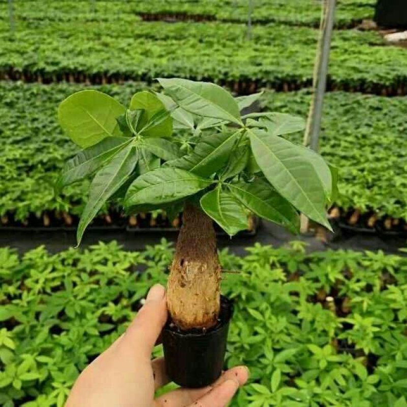发财树盆栽一盆7.8元包邮！！！花卉室内客厅桌面绿植