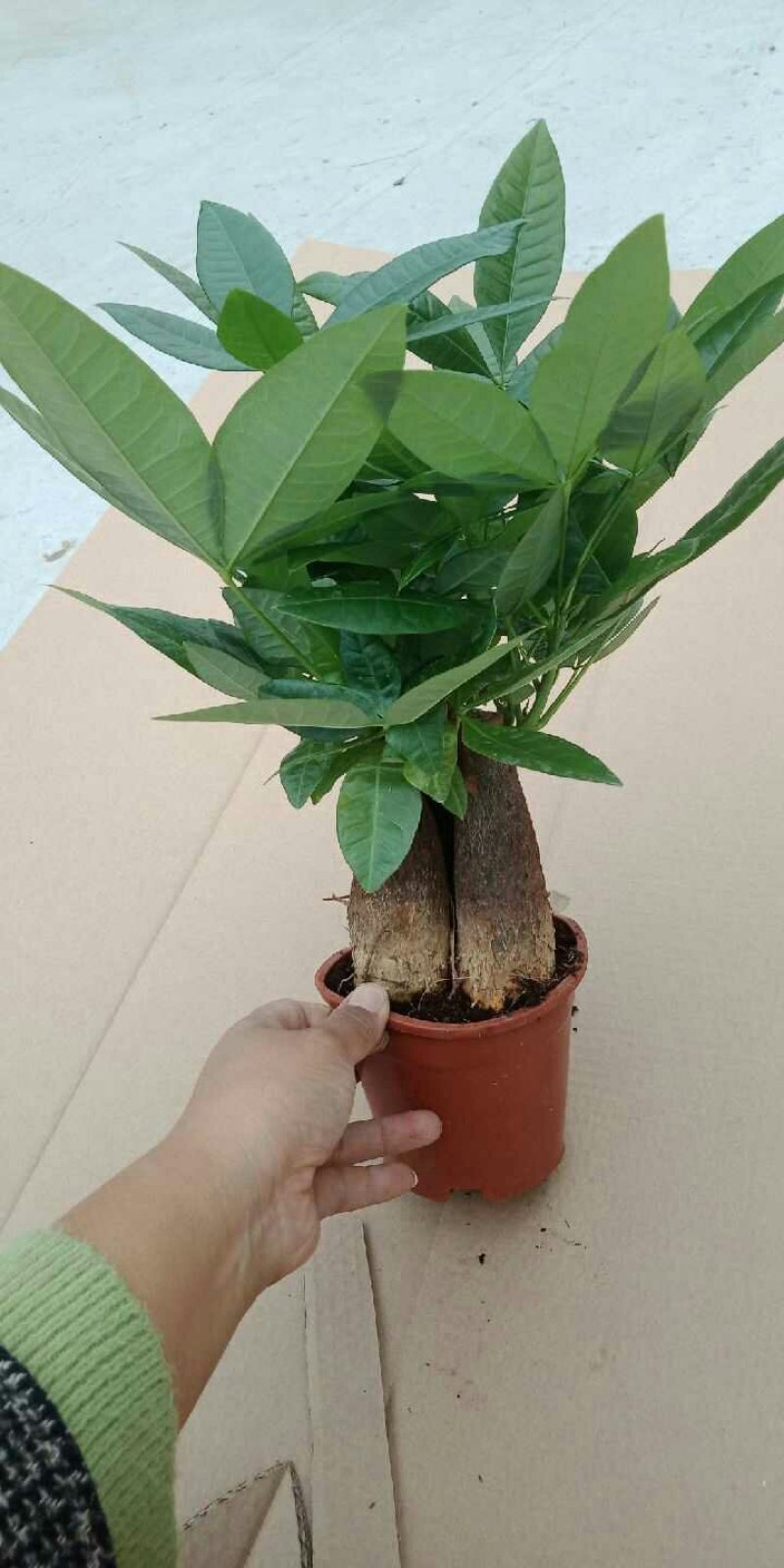 发财树盆栽一盆7.8元包邮！！！花卉室内客厅桌面绿植