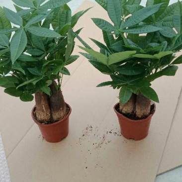 发财树盆栽一盆7.8元包邮！！！花卉室内客厅桌面绿植