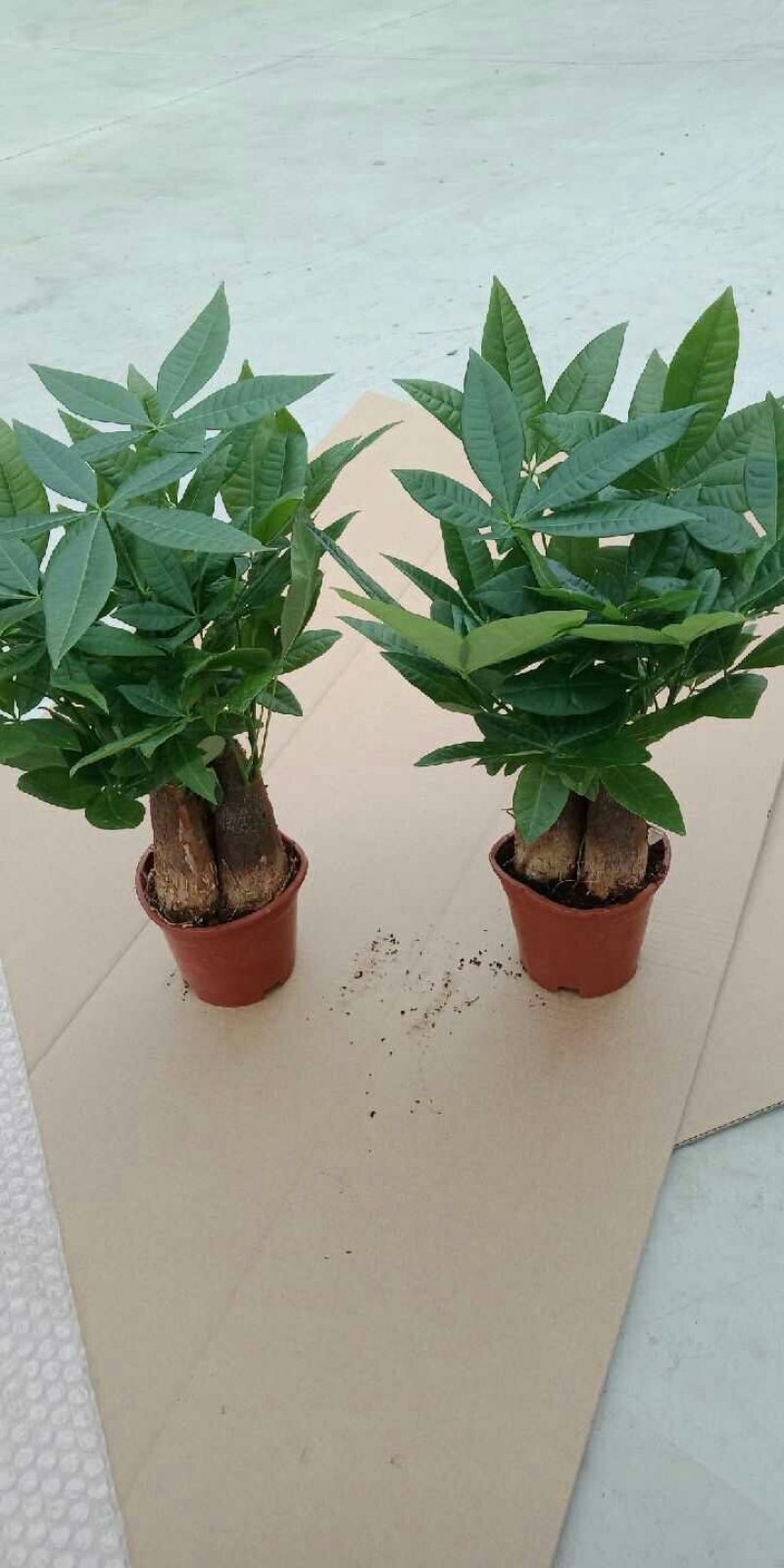 发财树盆栽一盆7.8元包邮！！！花卉室内客厅桌面绿植