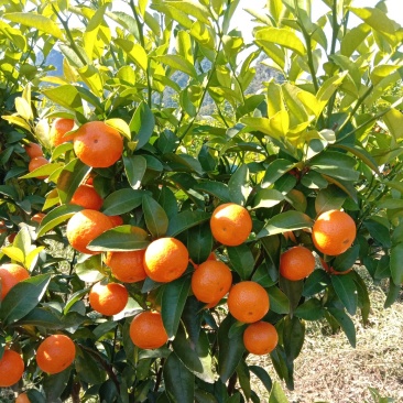 【年货节】大量供应砂糖橘满足电商微商一件代发等各路需求
