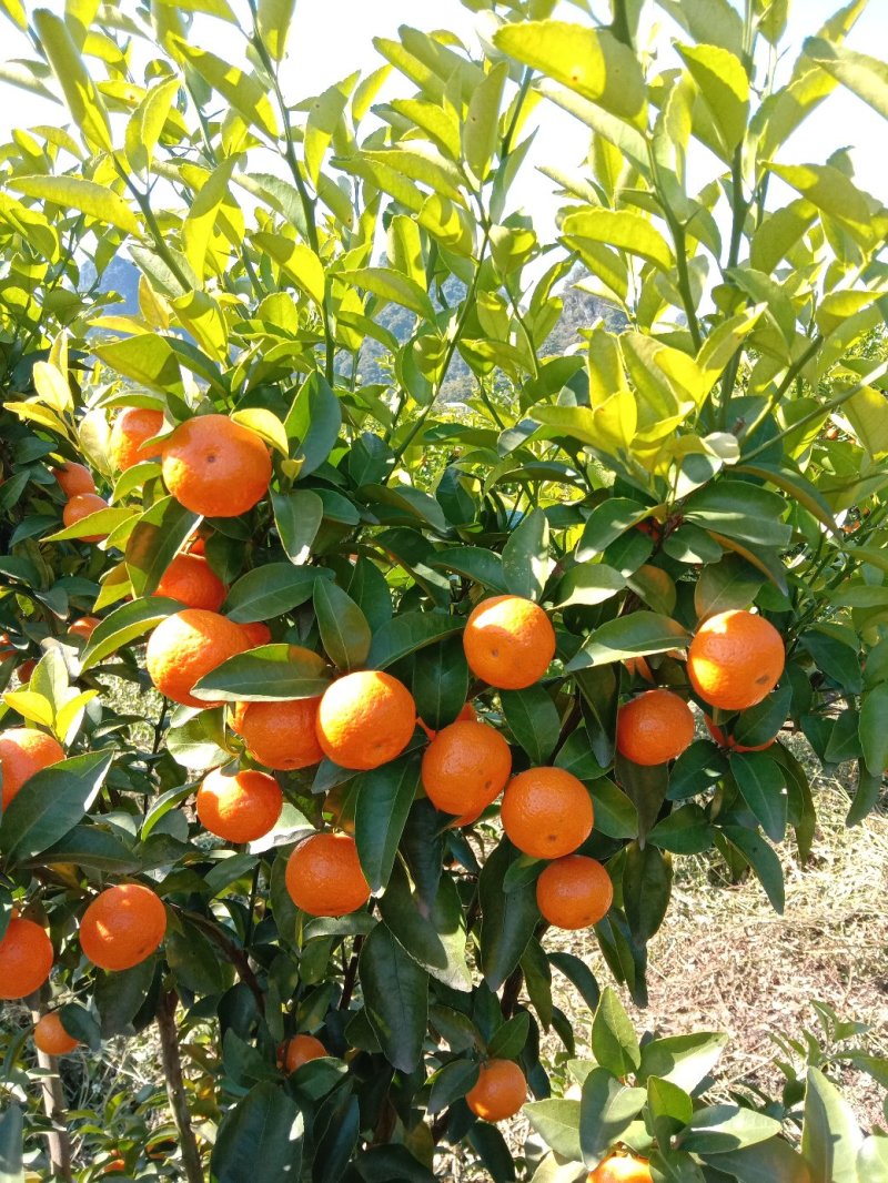 【年货节】大量供应砂糖橘满足电商微商一件代发等各路需求