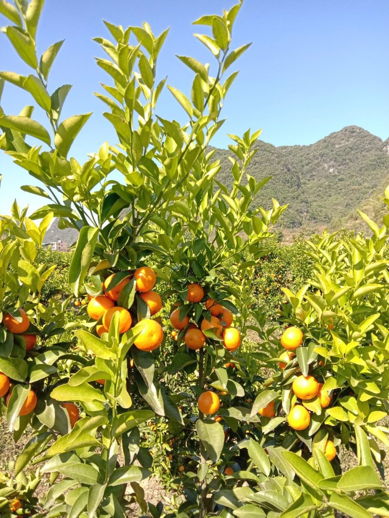 【年货节】大量供应砂糖橘满足电商微商一件代发等各路需求