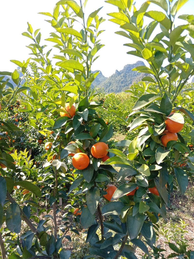 【年货节】大量供应砂糖橘满足电商微商一件代发等各路需求