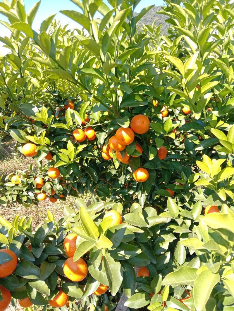 【年货节】大量供应砂糖橘满足电商微商一件代发等各路需求