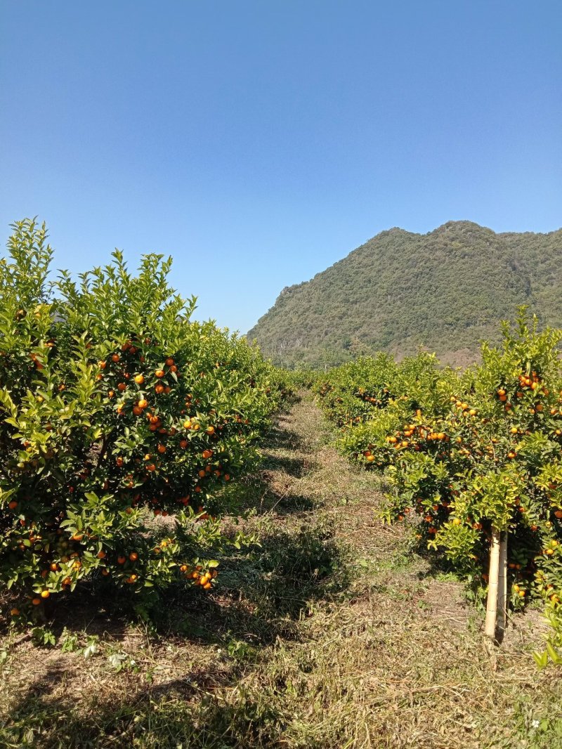 【年货节】大量供应砂糖橘满足电商微商一件代发等各路需求