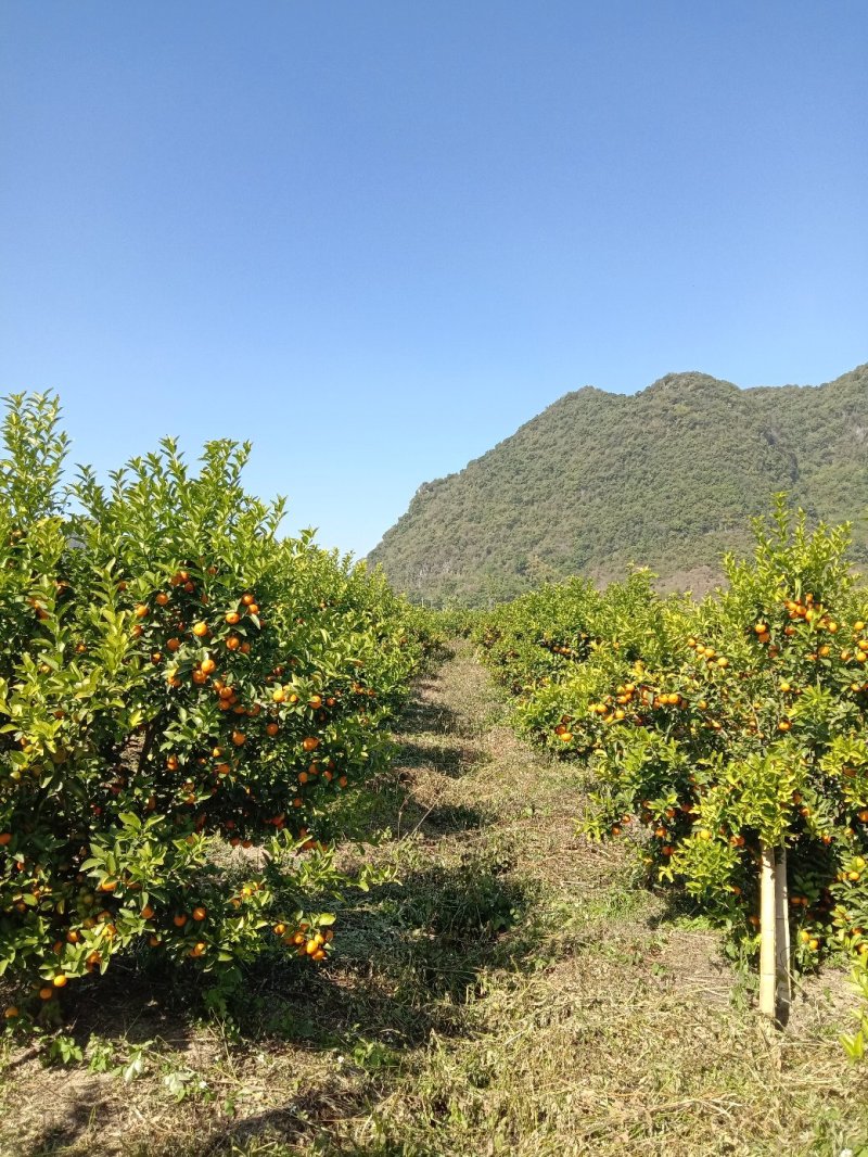 【年货节】大量供应砂糖橘满足电商微商一件代发等各路需求