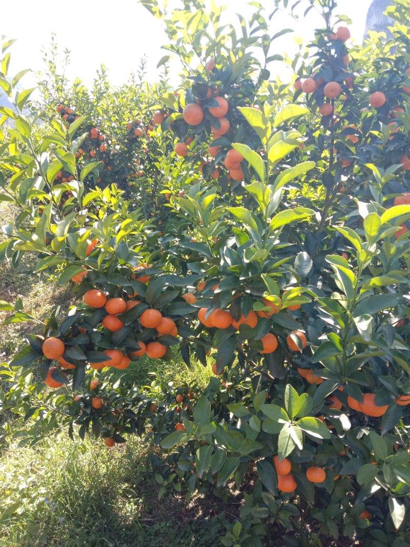 【年货节】大量供应砂糖橘满足电商微商一件代发等各路需求